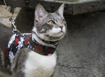 best pet supplies voyager pet harness review