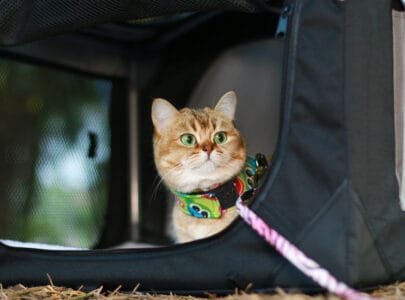 puptek escape-proof cat harness review