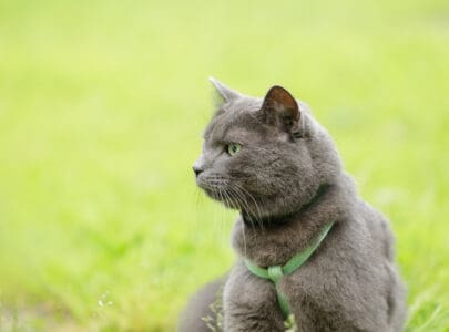 best cat harness