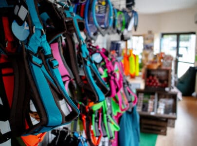 cat harness vs dog harness