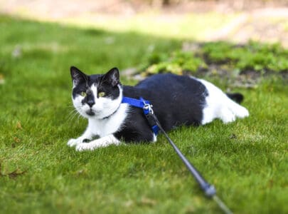 eagloo cat harness review
