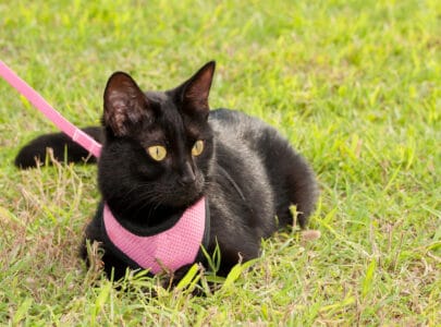 how to put on a mesh cat harness