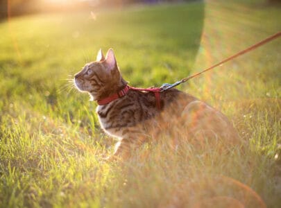 how to use a cat harness and leash